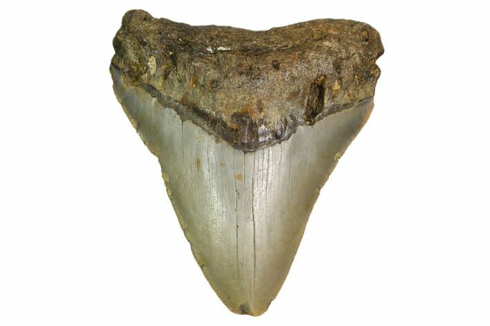Bargain, Megalodon Tooth - North Carolina #152991